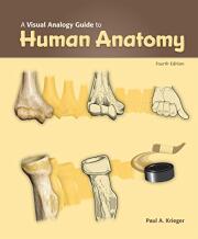 A Visual Analogy Guide to Human Anatomy